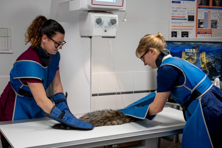 clinique vétérinaire alfavet le bouscat 