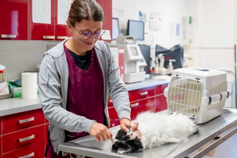 clinique vétérinaire alfavet le bouscat 04