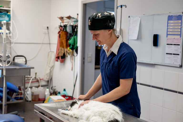 clinique vétérinaire alfavet le bouscat 06