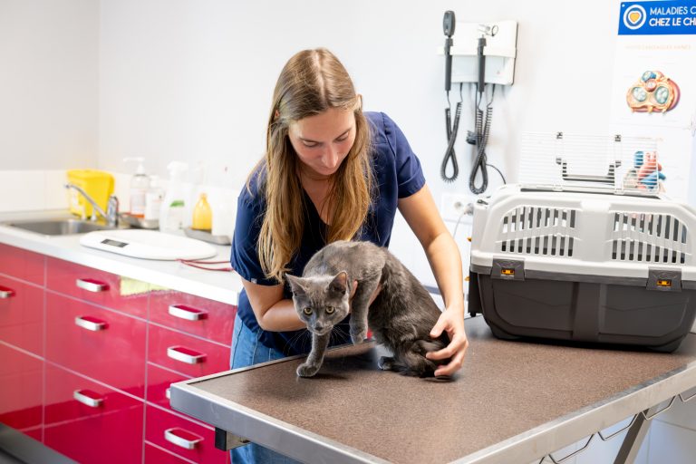 clinique vétérinaire alfavet le bouscat 07