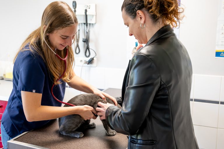 clinique vétérinaire alfavet le bouscat 10