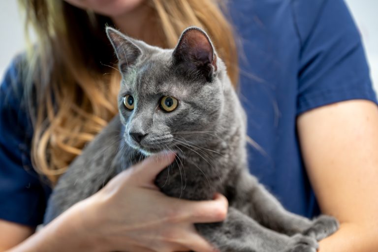 clinique vétérinaire alfavet le bouscat 11