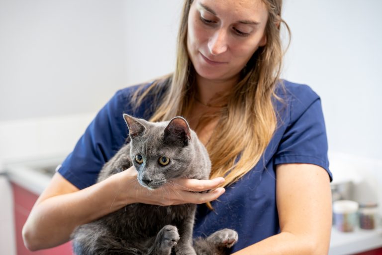 clinique vétérinaire alfavet le bouscat 13