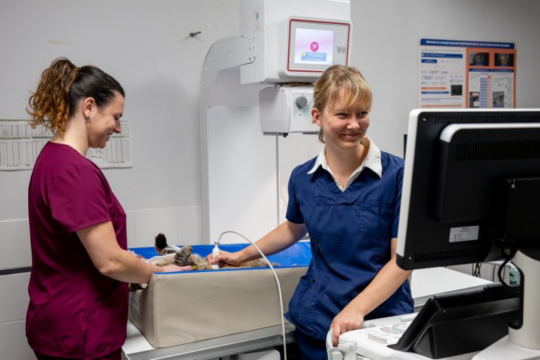 clinique vétérinaire alfavet le bouscat 14