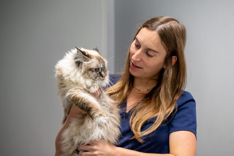 clinique vétérinaire alfavet le bouscat 26