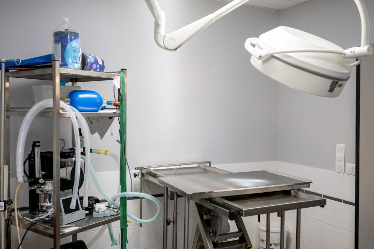 clinique vétérinaire alfavet le bouscat 29