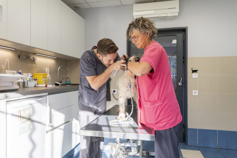 clinique vétérinaire de rousset rousset 5