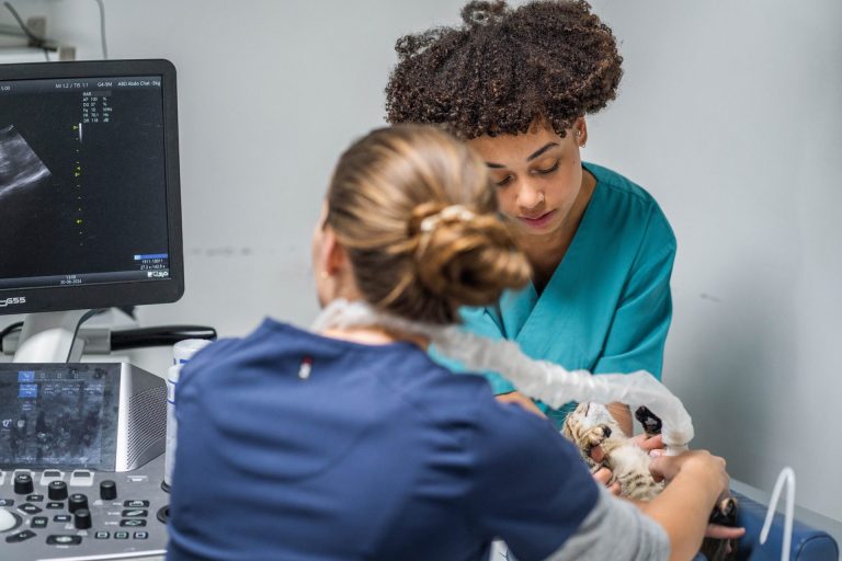 Equipe vétérinaire en consultation échographique