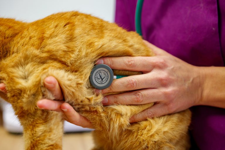  champagnesurseine 16