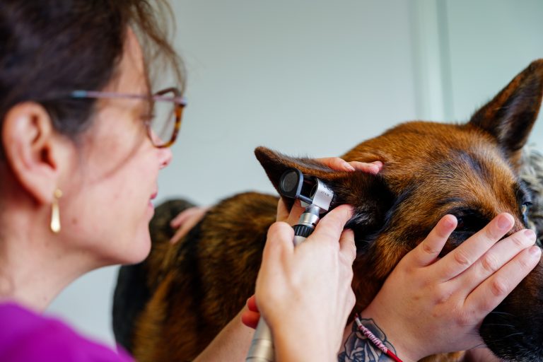  champagnesurseine 36