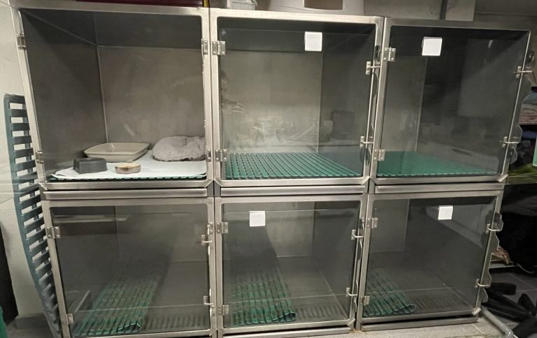 chatterie composée de 6 grands boxs chats