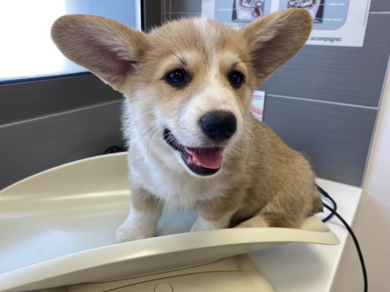 chiot corgi balance