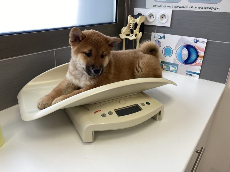 chiot shiba balance