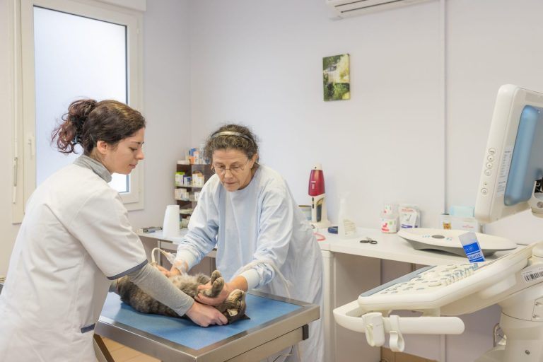 cliniqueveterinaireauxerre conches auxerre 15