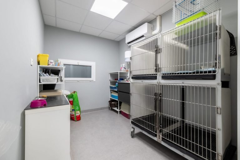 cliniqueveterinairedelarhonelle valenciennes 12