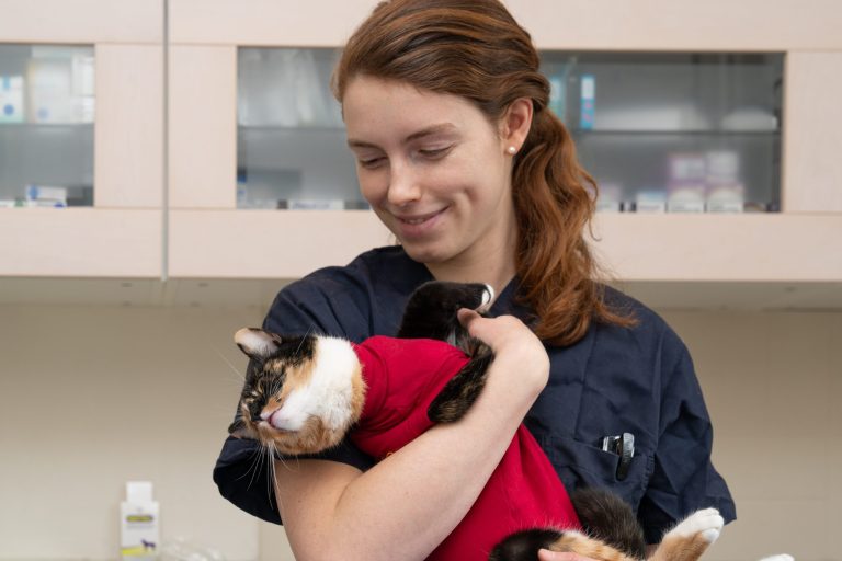 cliniqueveterinairedenogentsurmarne nogentsurmarne 16