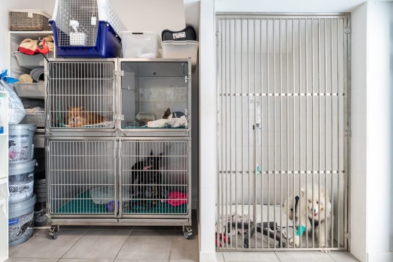 cliniqueveterinaireducrayon lyon 11