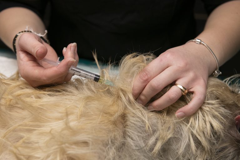 cliniqueveterinaireduviaduc poixdepicardie 27