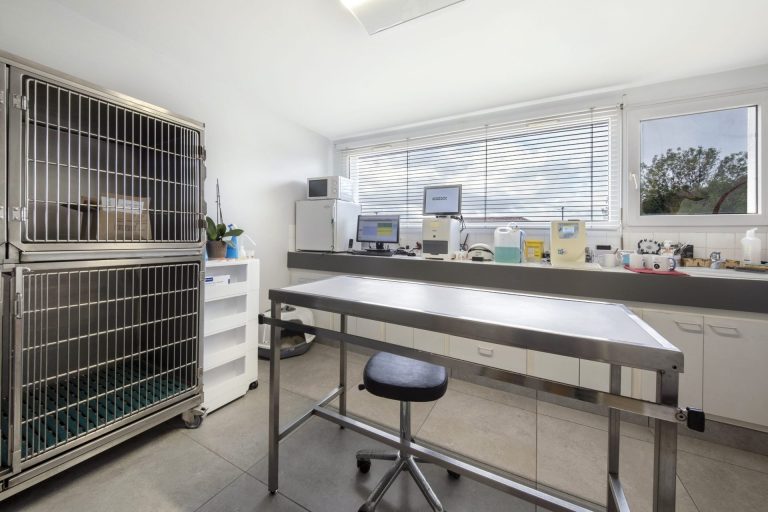 cliniqueveterinairesaintmartin cognac 15