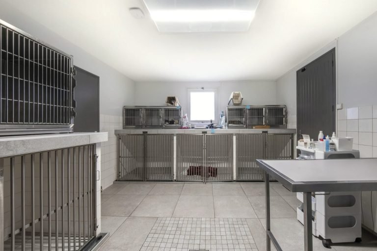 cliniqueveterinairesaintmartin cognac 28