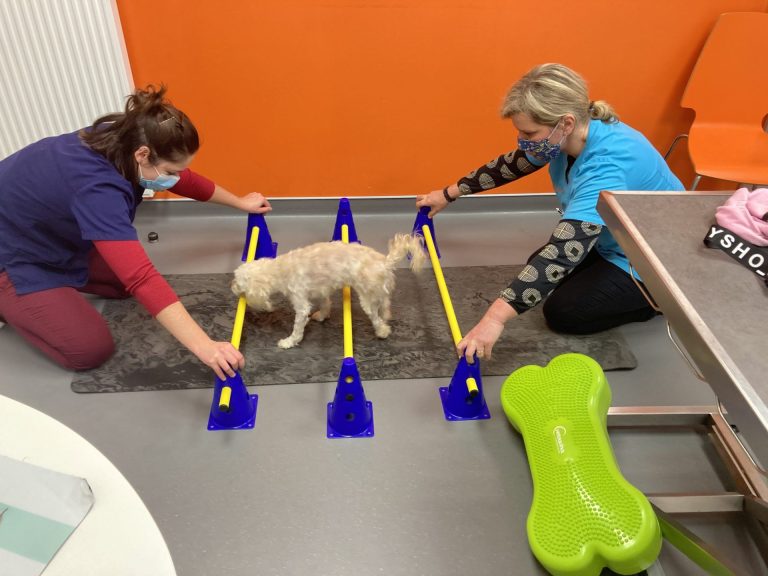 exercices cavaletti