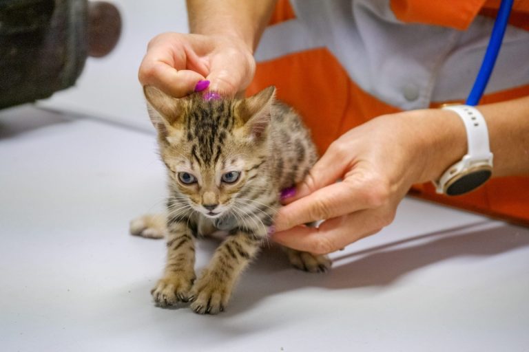 Chaton en consultation vétérinaire