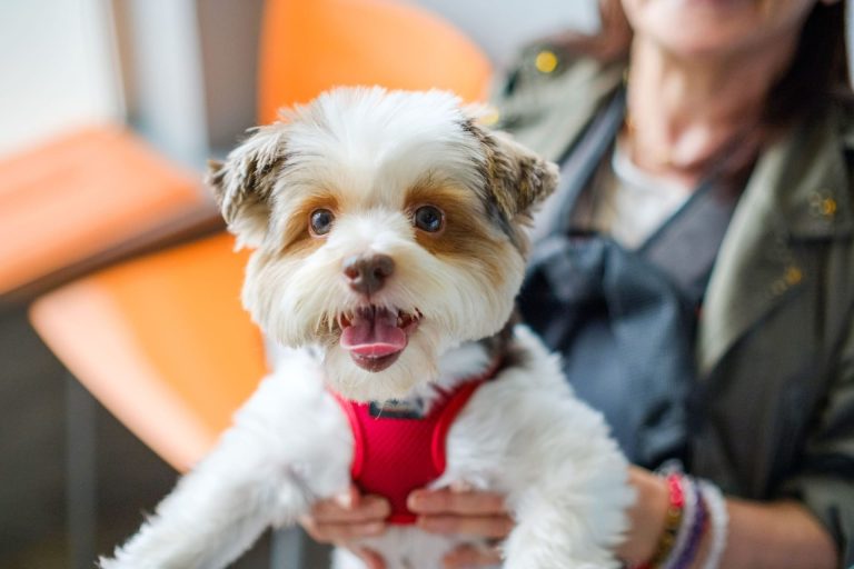 Chien heureux dans les main de sa propriétaire