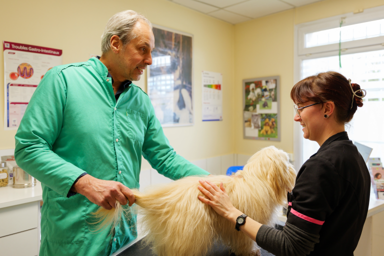 Vétérinaire et assistante vétérinaire en consultation avec un Bichon blanc