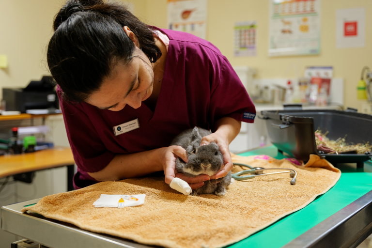 Assistante vétérinaire qui ausculte un lapin nain gris