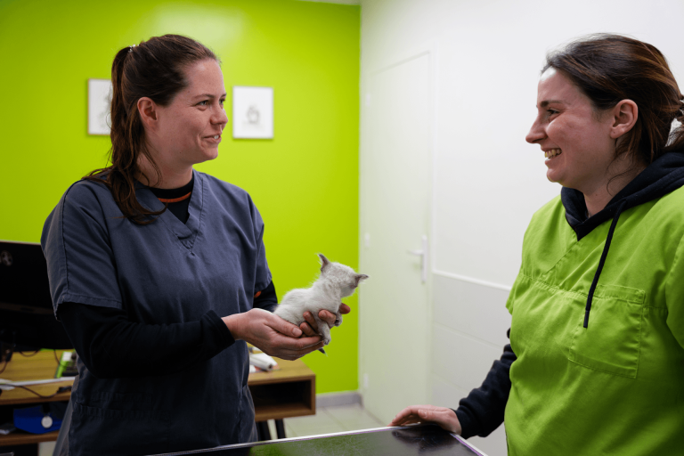 Vétérinaire et assistante vétérinaire en consultation avec un chaton sacré de birmanie.
