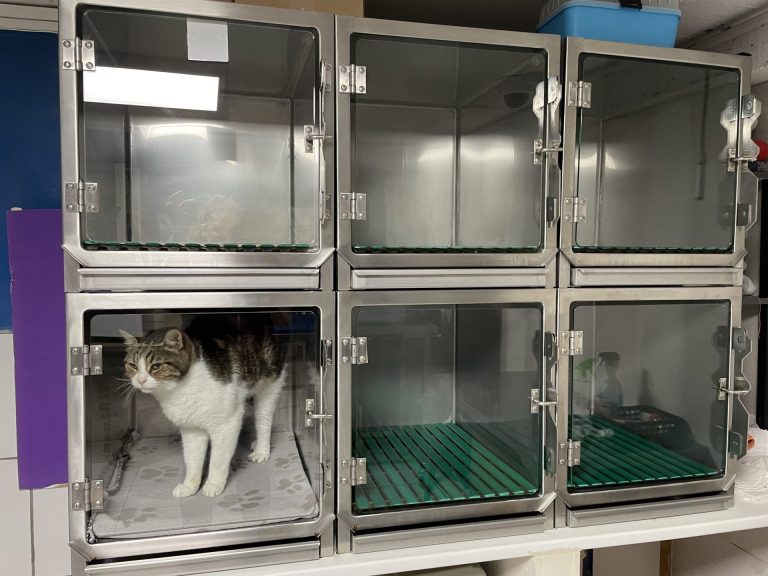 salle de reveil composée de 6 petits boxs chats