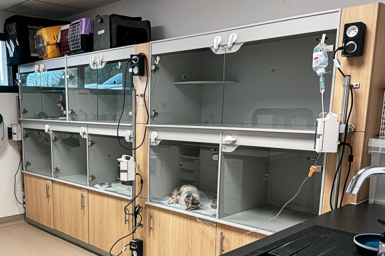 chatterie urgence veterinaire avignon