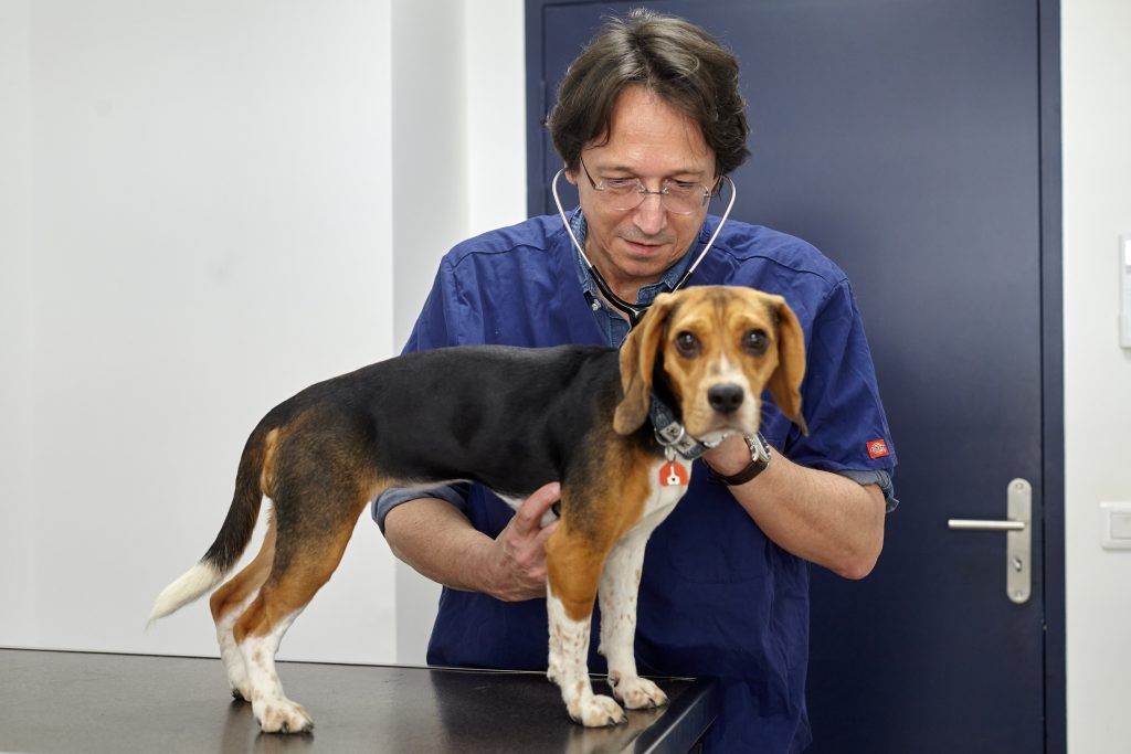 Docteur Vétérinaire Eric Mc CARTHY
