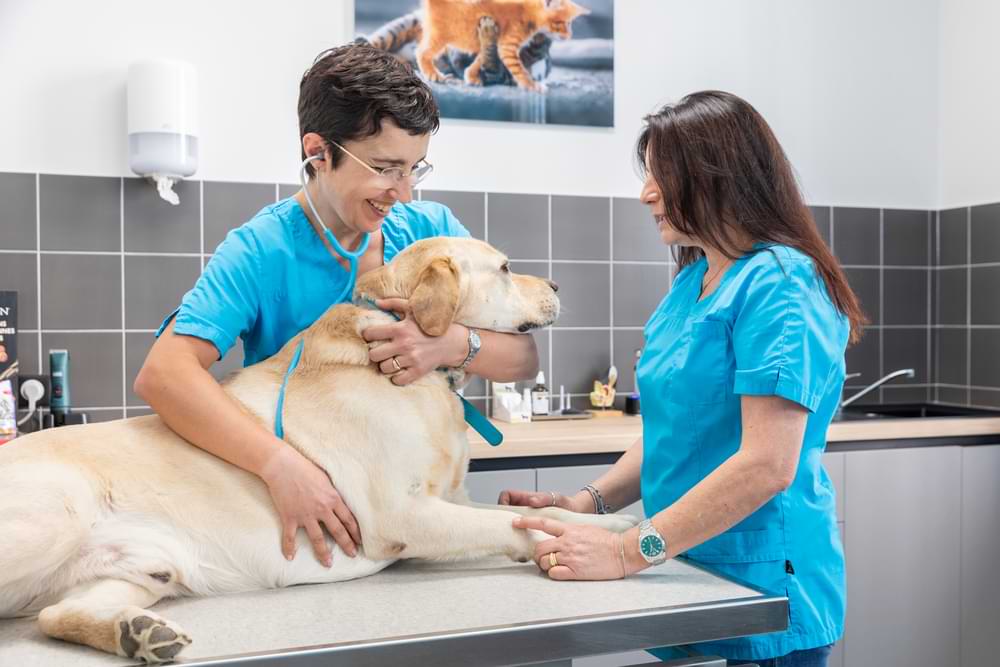 cliniqueveterinairedeschartreux aixenprovence 13