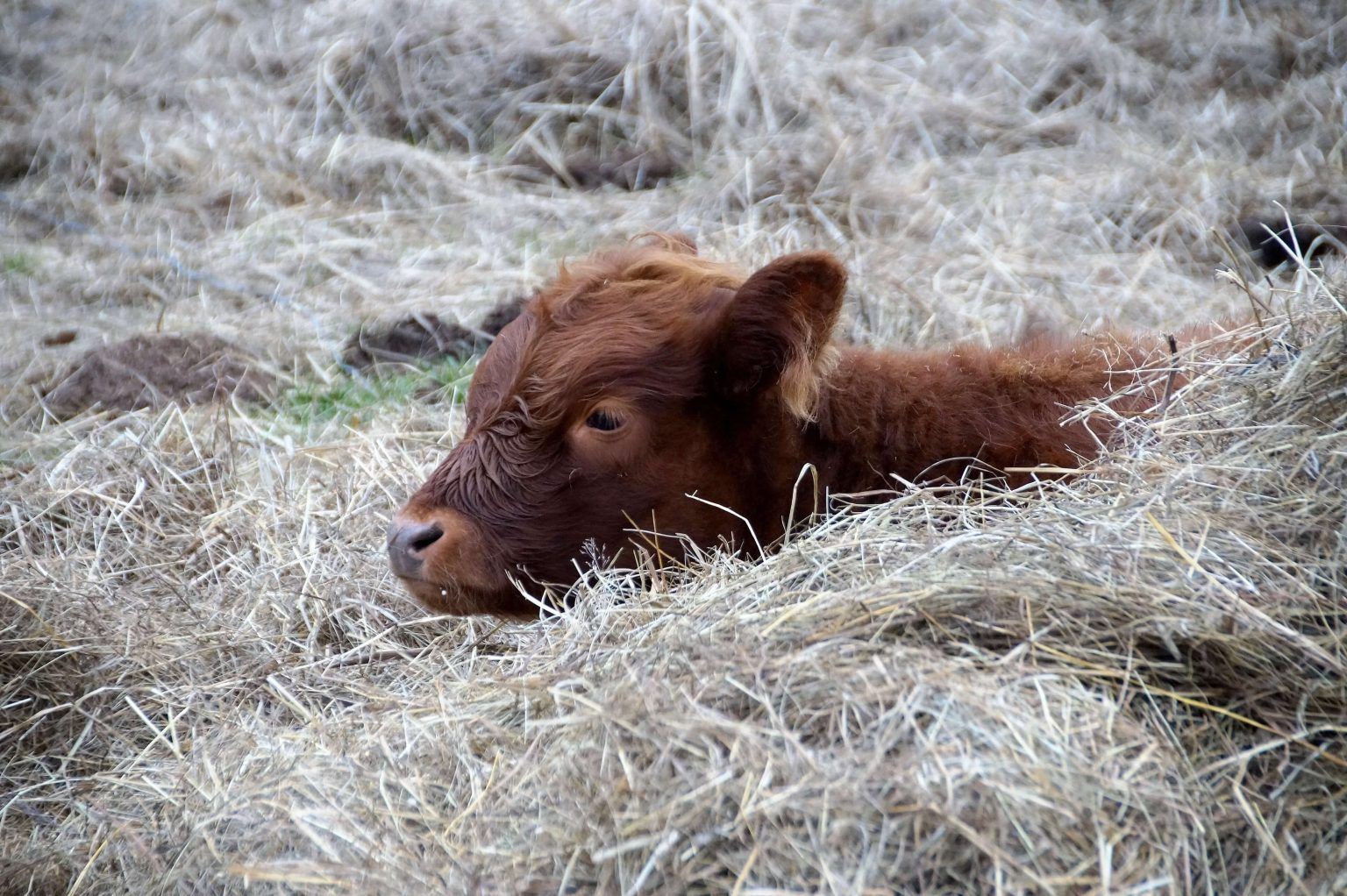 grass animal wildlife cow brown mammal 665787 pxhere.com (1)
