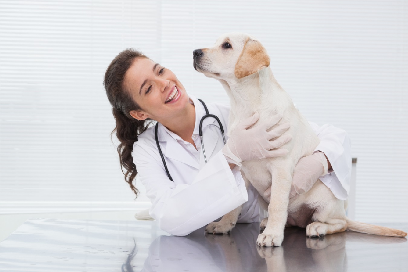 stages vétérinaires miniature article stages vétérinaires